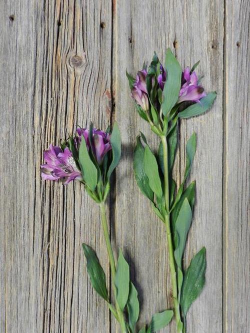 SINCLAIR PURPLE ALSTROMERIA